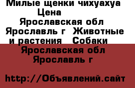 Милые щенки чихуахуа  › Цена ­ 10 000 - Ярославская обл., Ярославль г. Животные и растения » Собаки   . Ярославская обл.,Ярославль г.